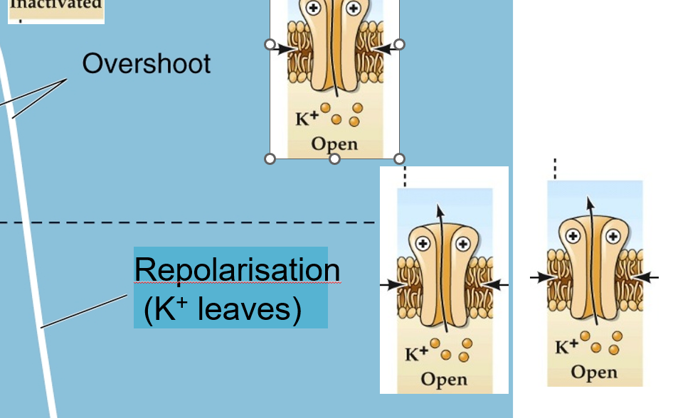 <p>They open more slowly, allowing K⁺ to exit the cell and restore negativity.</p>