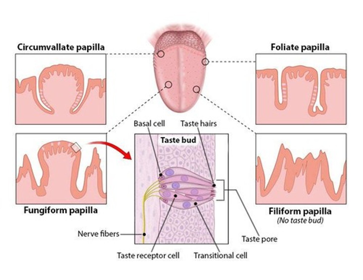 <p>Surrounding structures forming an inverted 'V' with the greatest concentration of taste buds, located at the boundary between anterior and posterior tongue.</p>