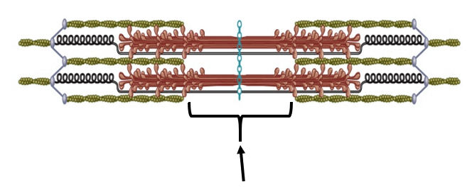 <p>What area is indicated by the arrow in this image?</p><p>A. I band</p><p>B. H zone</p><p>C. Z disc</p><p>D. A band</p>