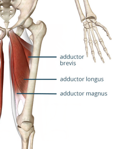 <p>Adductor Longus + Magnus</p>