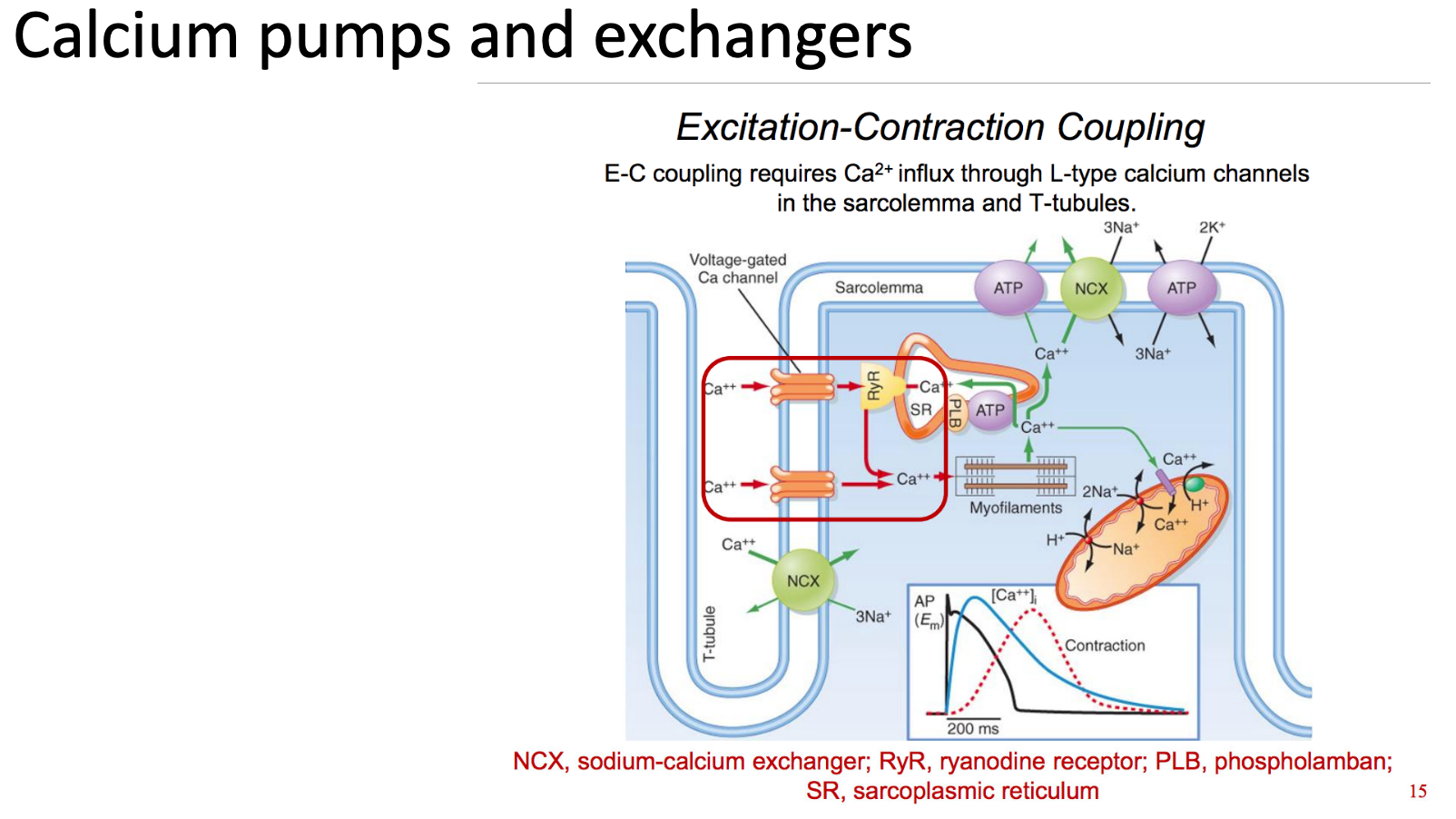 <p>Calcium is an ion, so it cannot be made up or degraded</p><ul><li><p>whereas cAMP is made by ATP and can be broken down by PDE</p></li></ul><p></p><p>Therefore, localised calcium responses rely on calcium being moved in and out of the cytosol.</p><ul><li><p>calcium can enter the cell through voltage-gated channels or activation of ryanodine receptors</p></li><li><p>calcium response can be modulated by pumping calcium out of the cytosol, either</p><ul><li><p>back into the SR/ER</p></li><li><p>into the mitochondria (temporary storage)</p></li><li><p>out of the cell</p></li></ul></li></ul><p></p>