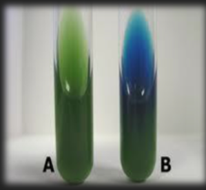 <p>Simmon’s Citrate — What is the result for organism A?</p>