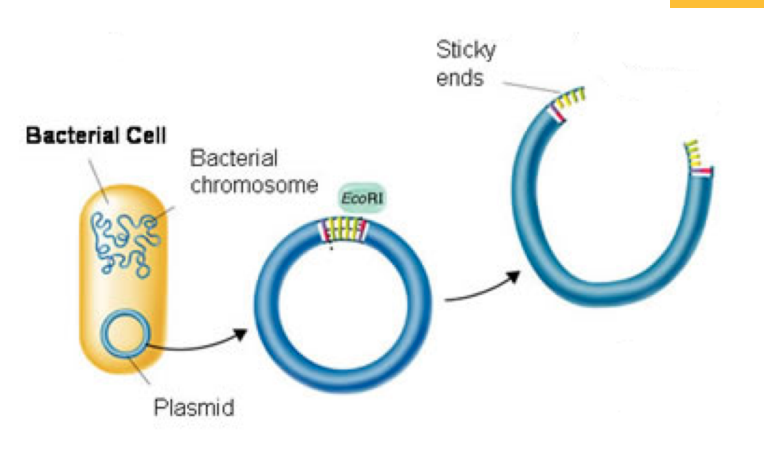<p><strong>STEP 2 – Isolate a plasmid and cut with same restriction enzyme</strong></p><ul><li><p>Cut the plasmid with the same restriction enzyme used in cutting the gene to be inserted</p></li></ul><p></p>