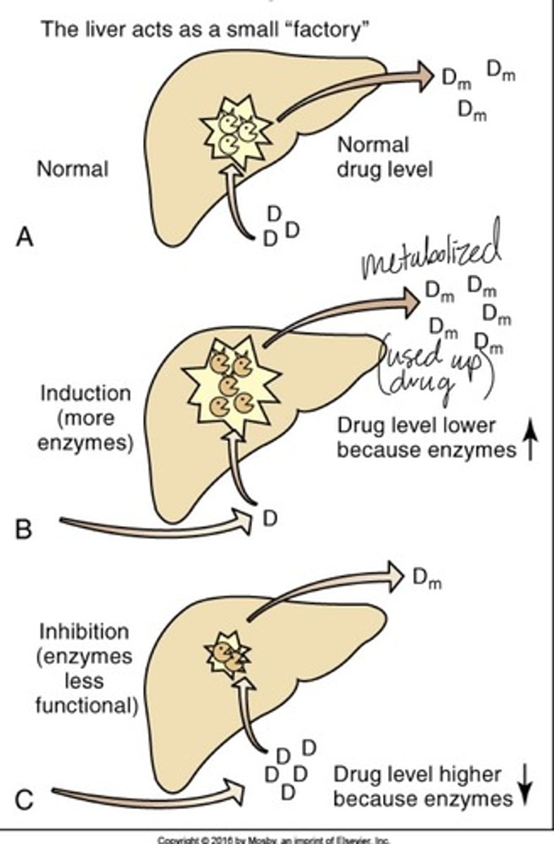 <p>- a.k.a. "Biotransformation"</p><p>- Biochemical alteration of a drug into an inactive metabolite, a more soluble compound, a more potent active metabolite, or a less active metabolite.</p><p>- Organ (most) responsible: Liver</p>