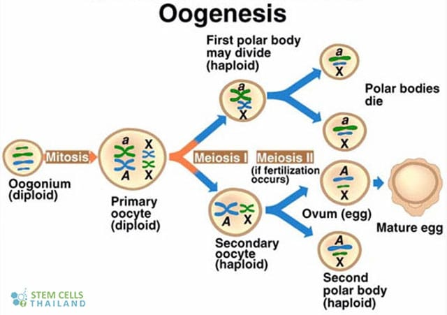 <p>small, haploid cells formed during oogenesis </p>