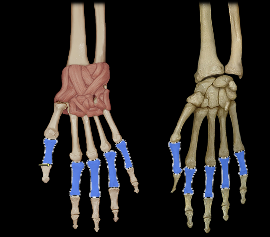 <p>Proximal phalanges of fingers</p>