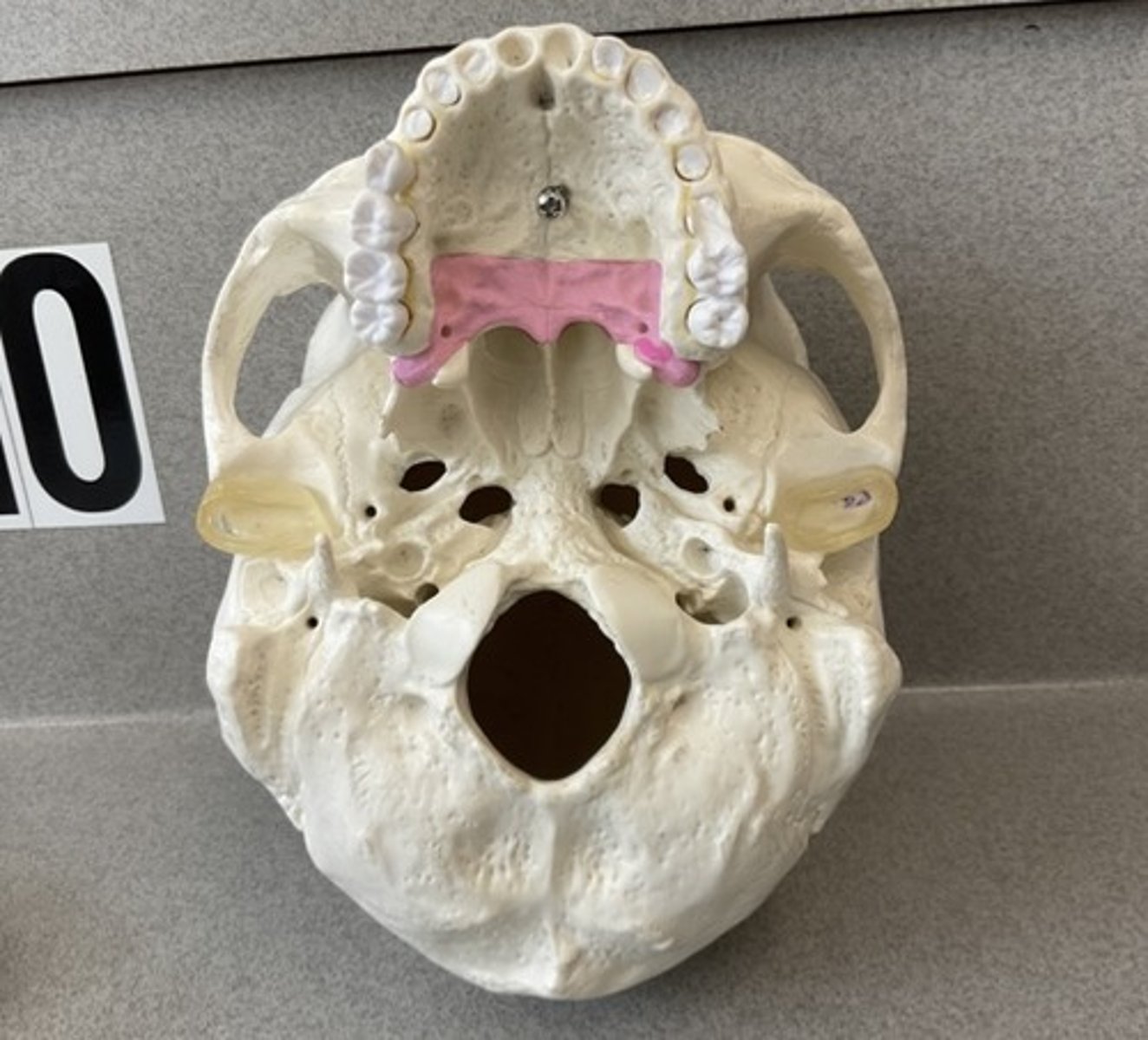 knowt flashcard image