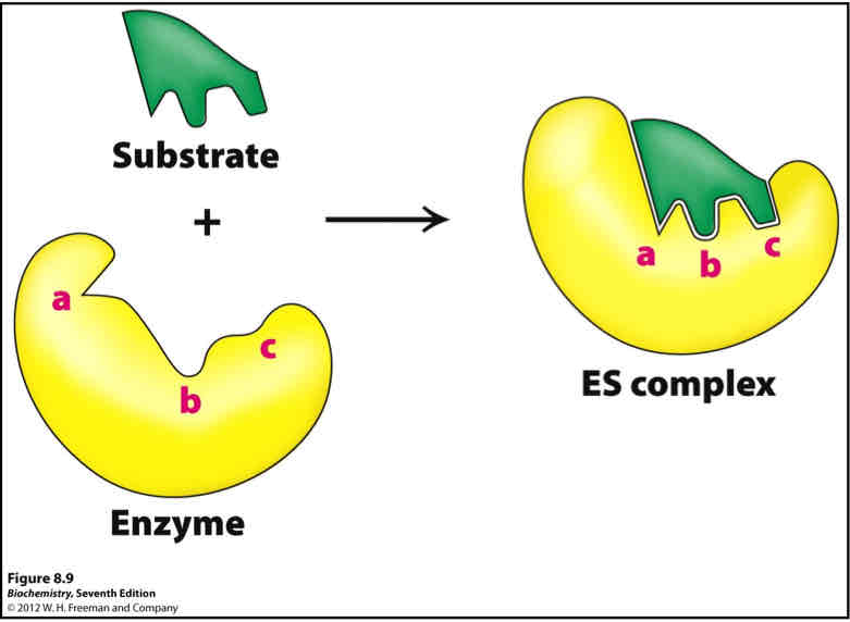 <ul><li><p>Protein does <span style="color: blue">not</span> have <span style="color: blue">optimal complementary at the binding site</span> in the <span style="color: blue">absence</span> of ligand/substrate</p></li><li><p>Ligand <span style="color: blue">induces</span> a <span style="color: blue">conformational change</span> at the binding site that results in the <span style="color: blue">complementary</span> interaction</p></li></ul>