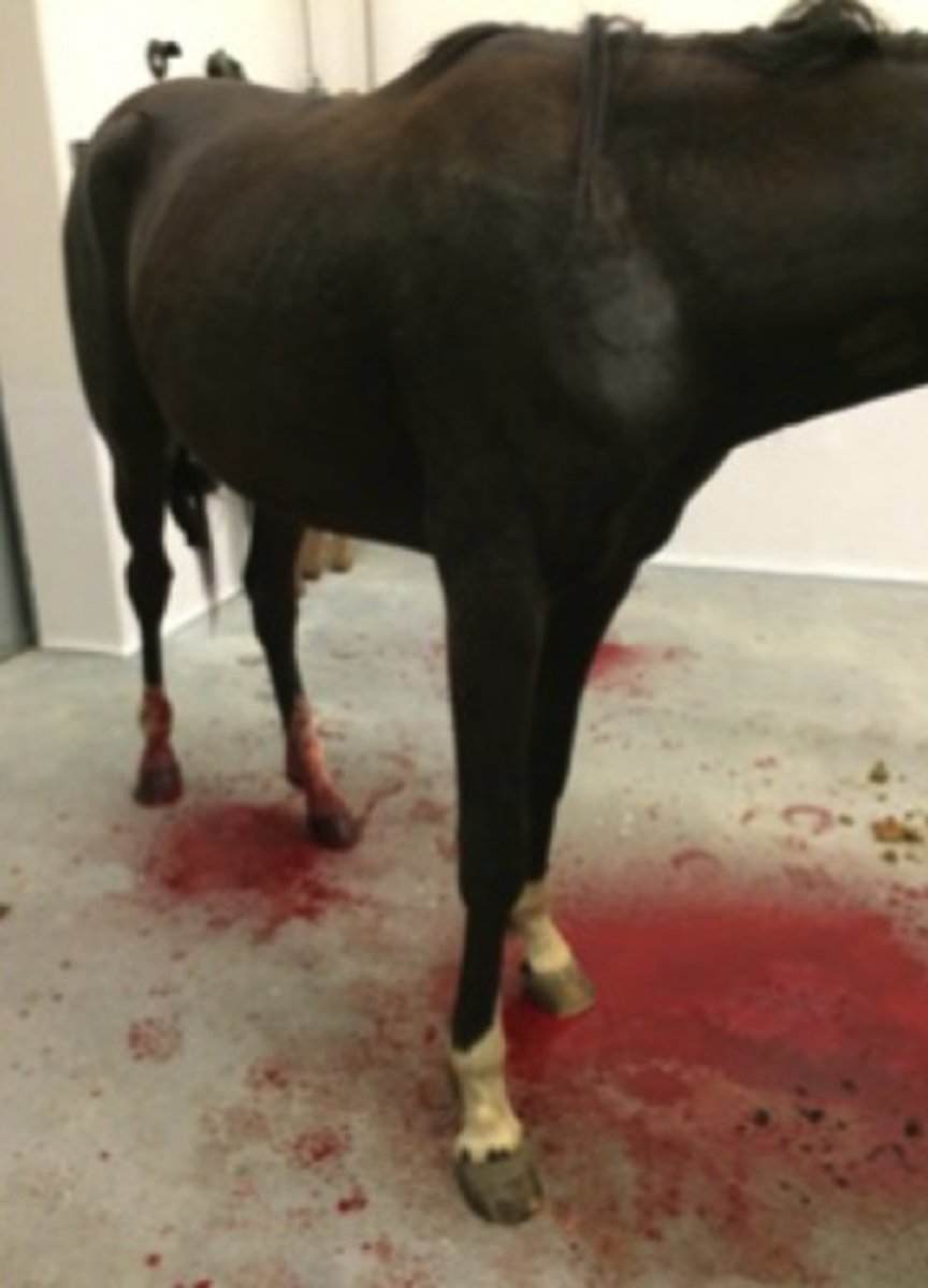 <p>Denne hingst er blevet kastreret for 3 timer siden. Du er bekymret over blødningen. Hvilke parametre giver dig mest detaljeret information om hestens cardiovaskulære status?</p><p>- Total protein i plasma, laktat i plasma, hjertefrekvens</p><p>- Hæmatokrit og hæmoglobin</p><p>- Jernkoncentrationen i serum</p><p>- ASAT-koncentrationen i serum</p>