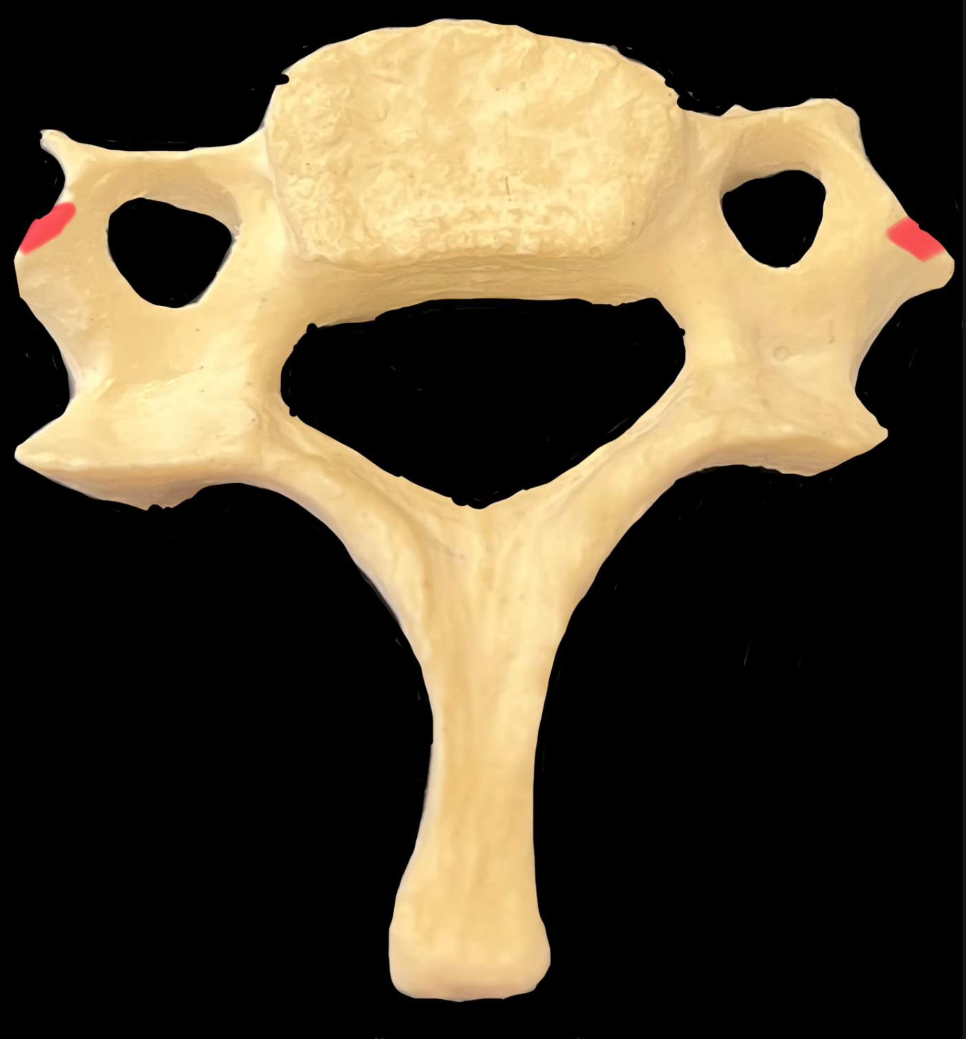 What is highlighted in red?