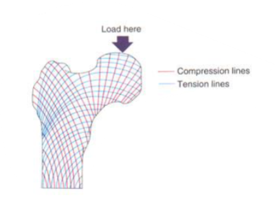 <p>Bones withstand tension and compression forces due to their unique structural composition and alignment. The alignment of compact and spongy bone tissues along lines of stress is crucial for optimizing their mechanical performance. </p>