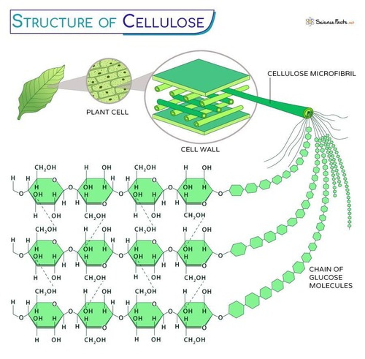 <p>Plant cell wall component, made of β-glucose.</p><p>- alternating pattern= linear structure, tensile strength</p><p>- insoluable in water</p>