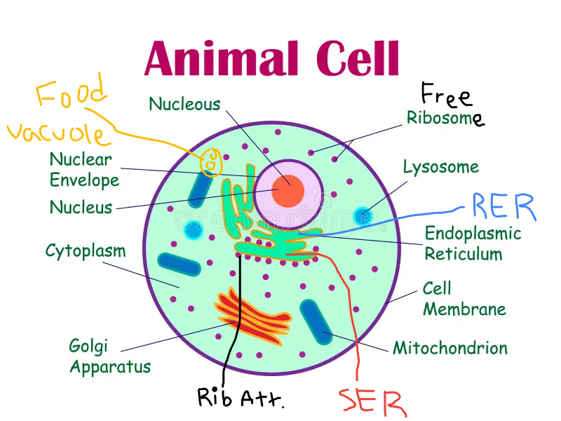 <p><strong>Nucleus, Cytoplasm, Mitochondria, Attached Ribosomes </strong>(Attached to RER) <u>and</u> <strong>Free Ribosomes </strong>(float freely)<strong>, Lysosomes </strong>(unique to animals)<strong>,</strong> <strong>Food Vacuole </strong>(unique to animals)<strong>,</strong> <strong>Golgi, SER </strong><u>and</u><strong> RER, Vesicles</strong> (bubbles)</p><p></p>