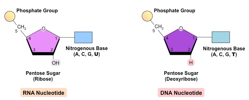 <p><span>When nucleotides are just freely floating around, they can have up to 3 phosphate groups attached. Why? Because there is a lot of chemical energy stored in these phosphate groups, and this allows the enzyme DNA Polymerase III to easily bind the nucleotides together during DNA replication.</span><br><br><span>Once nucleotides become a part of a DNA polymer, they only have one phosphate group.</span></p>