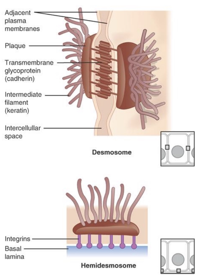 <p>-provide strong attachments between cells</p><p>-cytoskeleton: web of proteins that helps hold the shape</p><p>-proteins interlock so strong</p><p>-ex: skin</p><p>-<strong>Hemidesmosome: </strong>at the junction of connective tissue and the basement membrane; under epithelial cells</p>