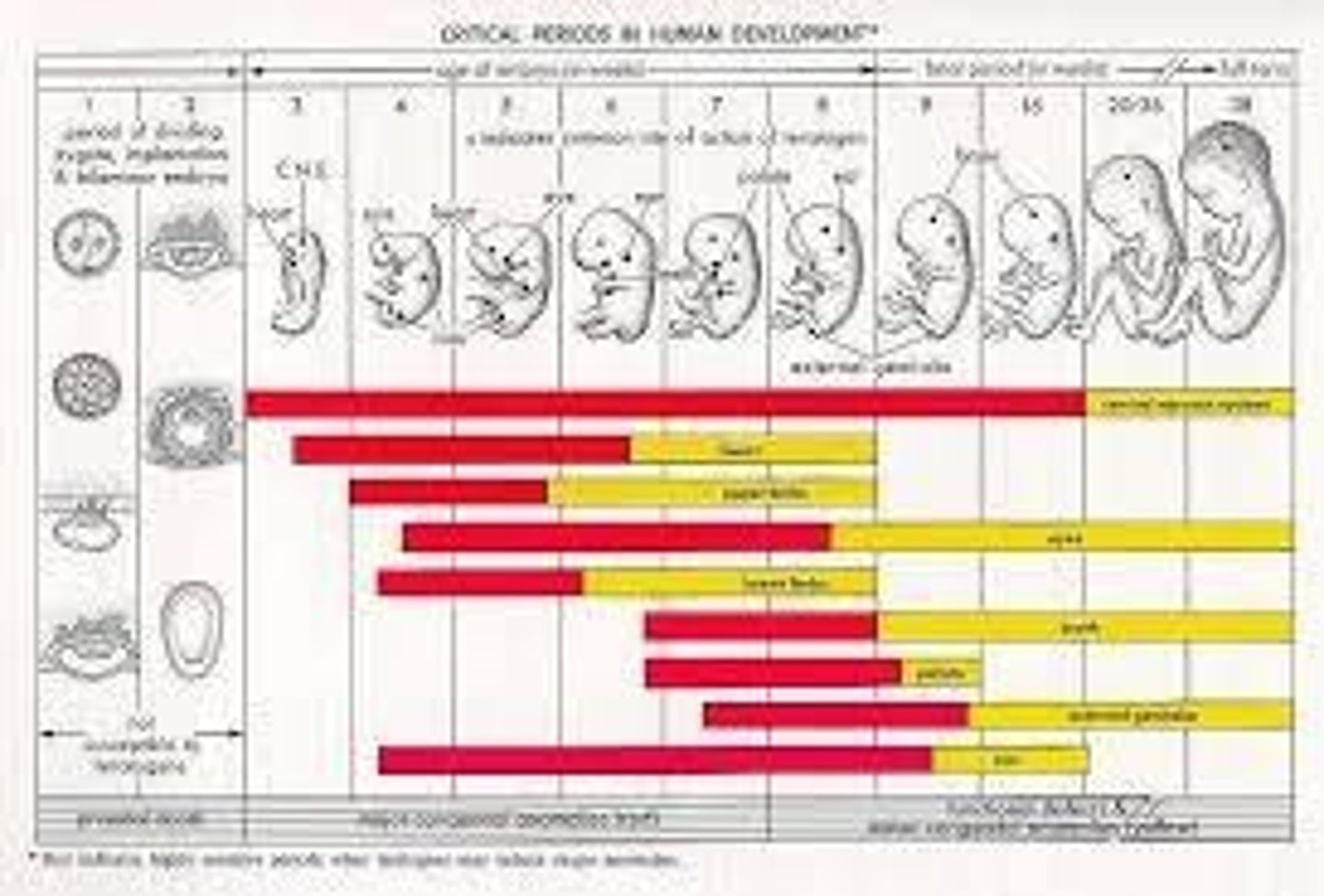 <p>Times of heightened vulnerability to teratogens.</p>