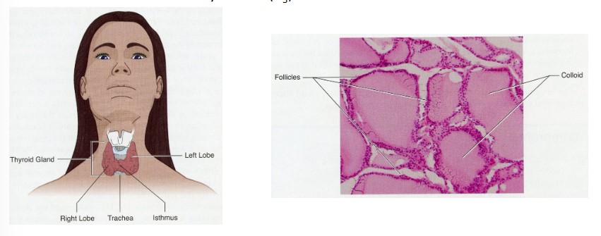 <p>Major histological structure = follicle</p><ul><li><p>cells forming follicle are called follicular cells</p><ul><li><p>help produce <u>thyroid hormone</u> in the colloid</p><ul><li><p>thyroxine (tetraiodothyronine, T4)</p></li><li><p>Triiodothyronine (T3)</p></li></ul></li><li><p>Iodine</p><ul><li><p>sequestered in thyroid gland</p></li><li><p>required for T3/T4 synthesis</p></li></ul></li></ul></li></ul>