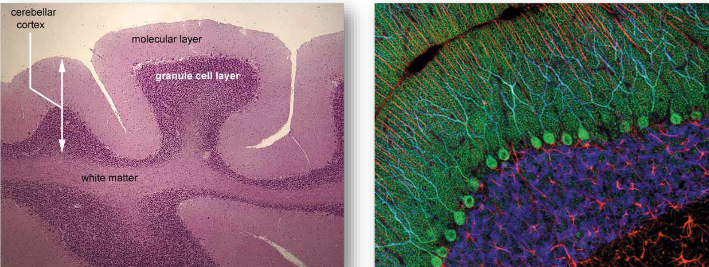 <p>The cerebellar cortex consists of five cell types, arranged in three layers: the molecular layer (dendrites & synapses), the Purkinje cell layer (1 cell layer) and the granule cell layer (lots of cell bodies).</p>