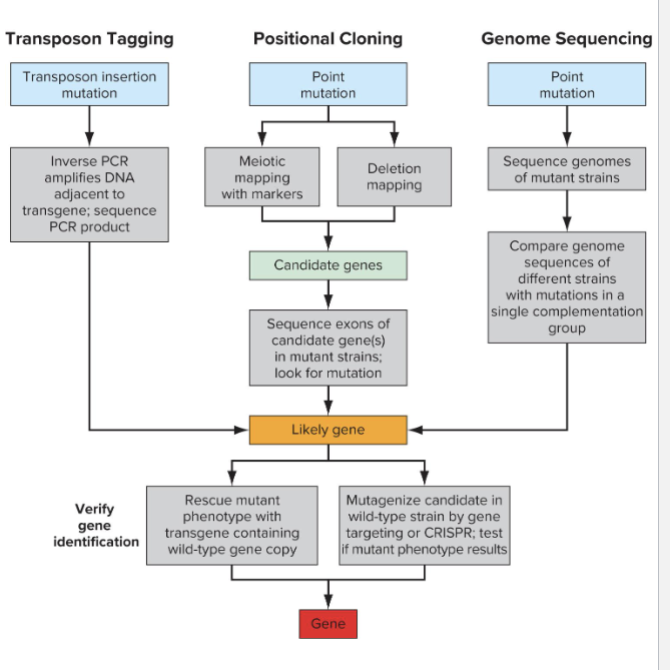 <ul><li><p>Mutagenesis method determines how you identify mutations</p><ul><li><p>Transposon tagging allows inverse PCR to sequence flanking sequence</p></li><li><p>Positional Cloning narrows location on chromosome</p><ul><li><p>Typically sequence candidate genes to validate</p></li></ul></li><li><p>Genome sequencing identifies all polymorphisms</p><ul><li><p>Compare sequences within complementation groups to find shared mutated genes</p></li></ul></li><li><p>Verifying gene requires you either</p><ul><li><p>Rescue with wild-type transgene</p></li><li><p>Recapitulate phenotype by introducing mutation into wild type strain</p></li></ul></li></ul></li></ul><p></p>