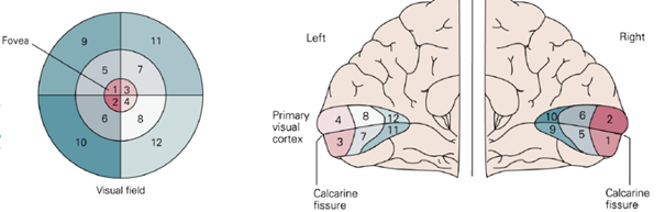 -chaque hémisphère reçoit des afférences provenant des deux yeux (hémirétines temporale de l'œil ipsilatérale et hémirétine nasale de l'œil controlatéral)
-les deux hémirétines reçoivent les infos visuelles de l'hémichamp visuel controlatéral 
-la projection des radiations optiques sur le cortex strié se fait de manière organisée, rétinotopique : la fovéa est représentée dans la partie la plus postérieure et les régions périphériques de la rétine sont représentées sur les parties les plus antérieures