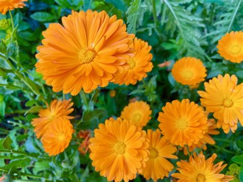 <p><strong>Common marigold</strong></p><p>Lifecycle</p>