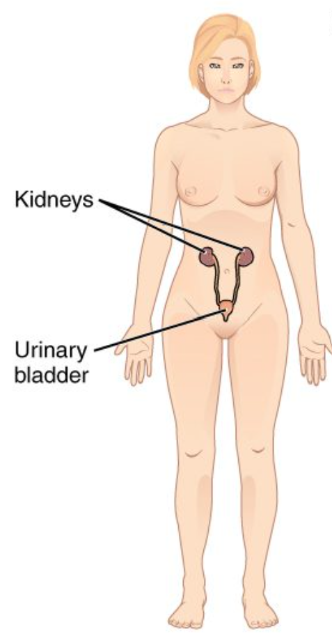 <p>Urinary System</p>