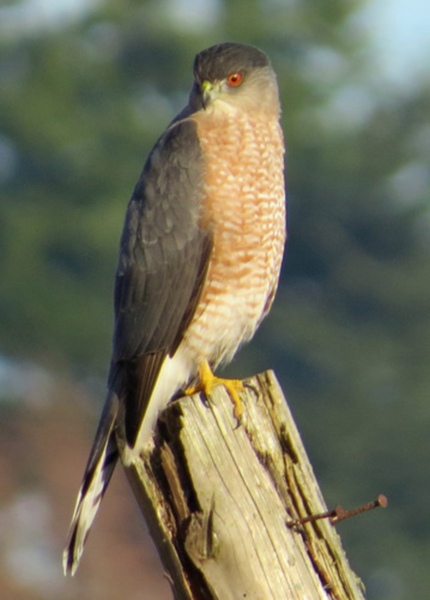 <p>small birds and mammals</p>