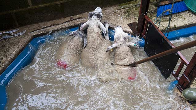 <ul><li><p>“Tick pyaemia“ abscesses</p><ul><li><p>This is an opportunistic infection by S. aureus</p></li><li><p>The opportunity is triggered by immunosuppression of the host, caused by Anaplasma phagocytophilum (tick borne disease)</p></li><li><p>S. aureus is in the tick bites/wound and then it abscesses into the joints and organs (liver) of the animal</p></li></ul></li></ul><p></p>