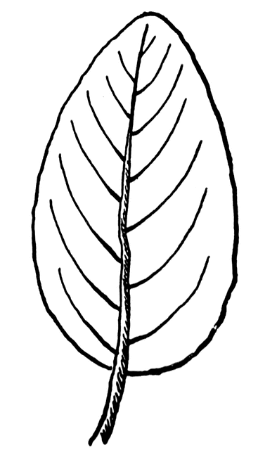 <p>describe the leaf shape</p>