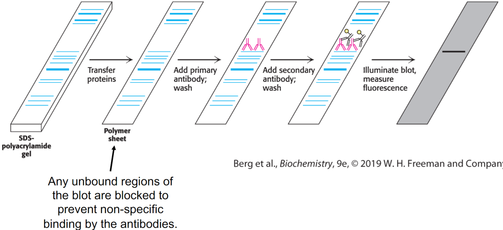 <ul><li><p>proteins are separated by SDS-PAGE and transferred to solid-support membrane (blotting)</p></li><li><p>primary antibody, specific for protein of interest, is added to recognize either linear sequences of amino acids</p></li><li><p>secondary antibodies are specific for Fc domain of primary antibody and are attached to fluorescently labeled tag/enzyme that generates chemi-luminescent product</p></li><li><p>will reveal whether or not protein of interest is present in sample and it’s potential size based on where it migrated on gel</p></li></ul>