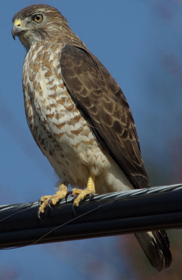 <p>Broad-winged hawk</p>