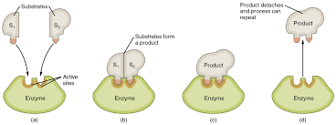 Enzyme process
