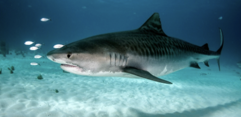 <p>It’s a tiger shark!</p><ul><li><p>Coastal and offshore</p></li><li><p>Dark spots form dorso-ventral bars along the body</p></li><li><p>Small spiracle</p></li><li><p>Caudal peduncle has a dermal ridge on each side</p></li><li><p><strong>IUCN status: near threatened</strong></p></li></ul><p></p>