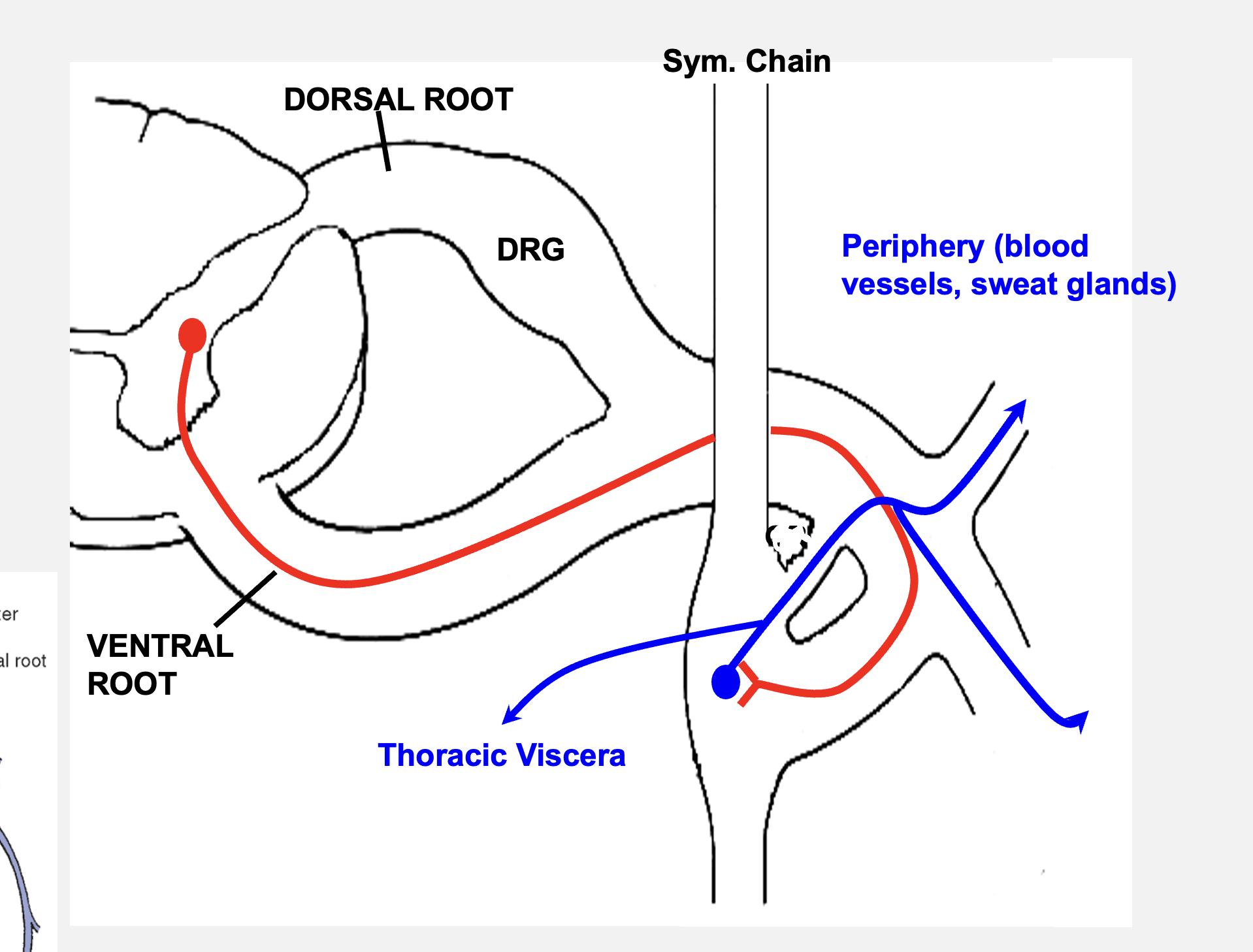 <p>“thoracic viscera”</p><p></p><p>the axons of all BLANK BLANK leave the spinal cord via the BLANK BLANK and enter the BLANK BLANK via BLANK BLANK. The pre-ganglionic neurons synapse into BLANK BLANK here, which travel out of the sympathetic chain and travel to the BLANK region to innervate internal organs there</p>
