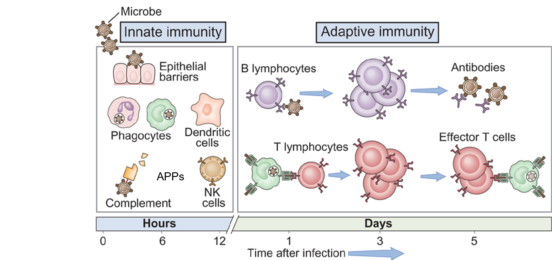 <p>hypersensitivity involves both innate and adaptive immune responses</p>