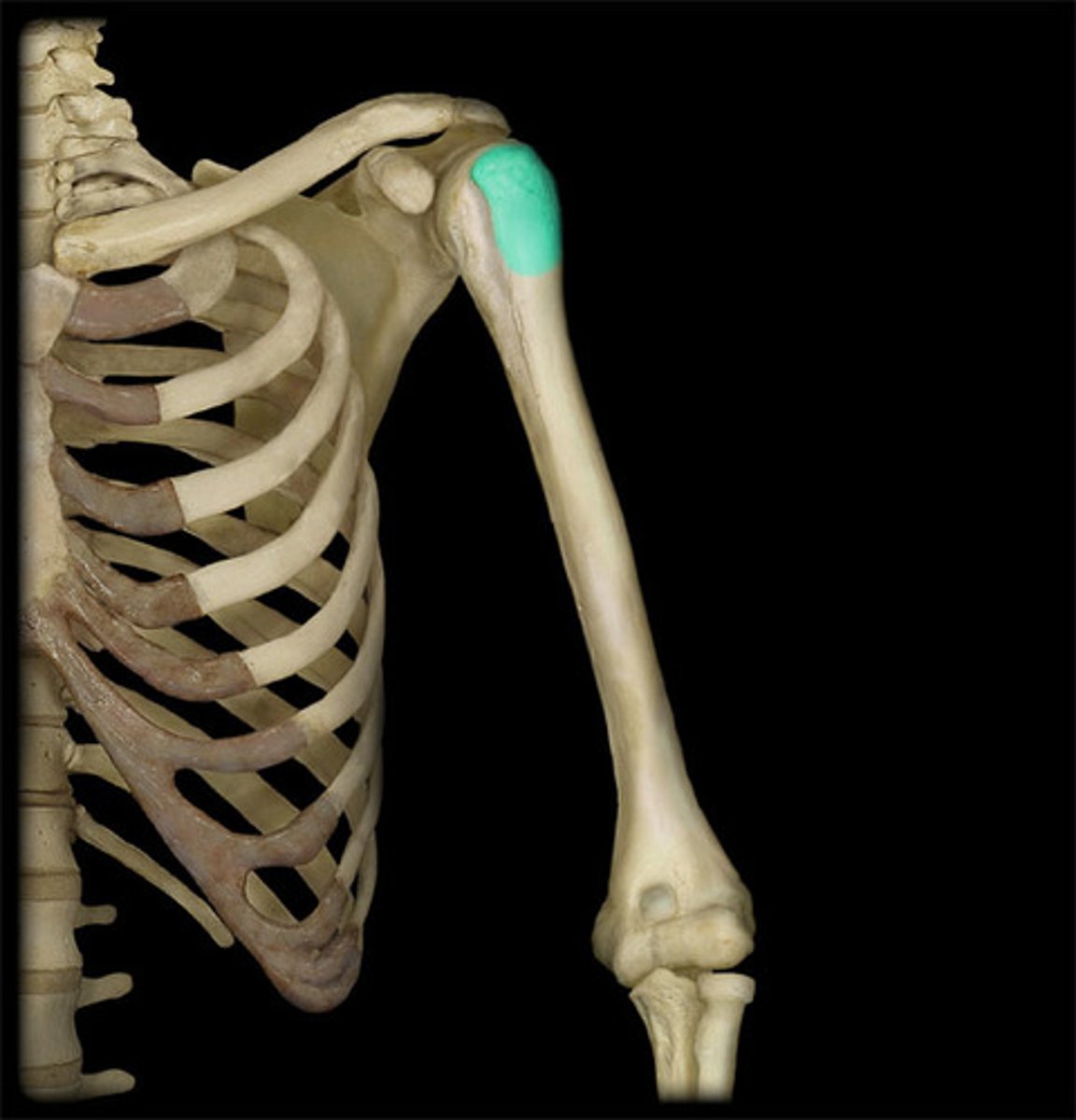 <p>located on the lateral surface just below the neck and is separated from the lesser by a deep depression called the intertubercular groove</p><p>attachment for supraspinatus, infraspinatus, and teres minor. confirm palpation by externally and internally rotating shoulder while elbow is flexed.</p>