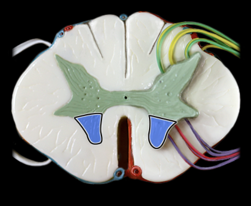<p>What structure is shown?</p>