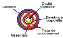 <ul><li><p>cavités cœlomiques : liquide sous pression</p></li></ul>