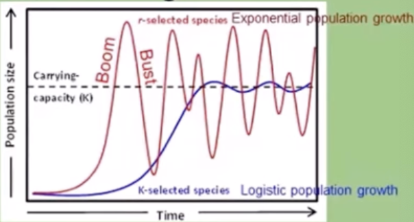 <p>Comparison of r and k strategists </p>