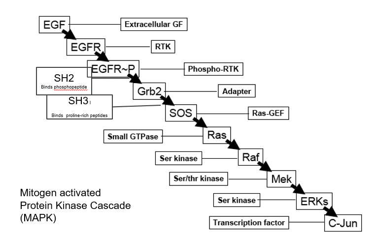 Pathway that tells cells to divide


 1. @@EGF@@: epithelial growth factor, ligand
 2. @@EGFR@@: EGF receptor
 3. @@EGFR-P@@: phosphorylated receptor
 4. $$Grb2$$: adapter, mediates between receptor and GEF
 5. $$SOS$$: Ras GEF
 6. $$Ras:$$ GTPase
 7. %%Raf%%: MAP kinase kinase kinase
 8. %%Mek%%: MAP kinase kinase
 9. %%ERKs%%: MAP kinase
10. %%C-Jun%%: transcription factor, effector

\
Steps 1-3: @@ligand and receptor@@

Steps 4-6: $$adapter and GTPase$$

Steps 7-9: %%MAP kinase cascade%%
