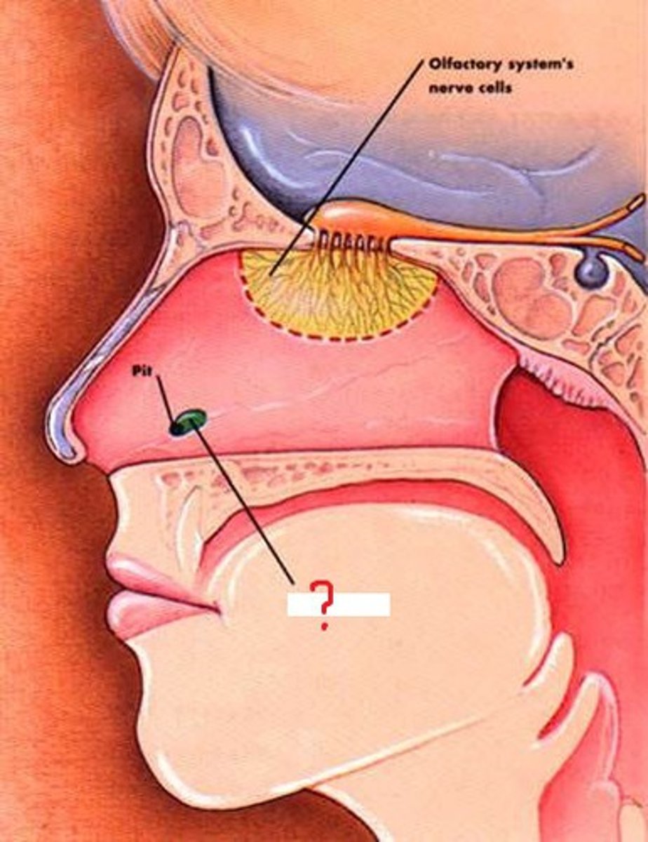 <p>located in the root of the nasal cavity; stimulated by pheromones; sends messages to a second olfactory bulb (and animals) that is designed to enter their mobile communication; activates hypothalamus and amygdala; dismissed as nonfunctional in humans</p>