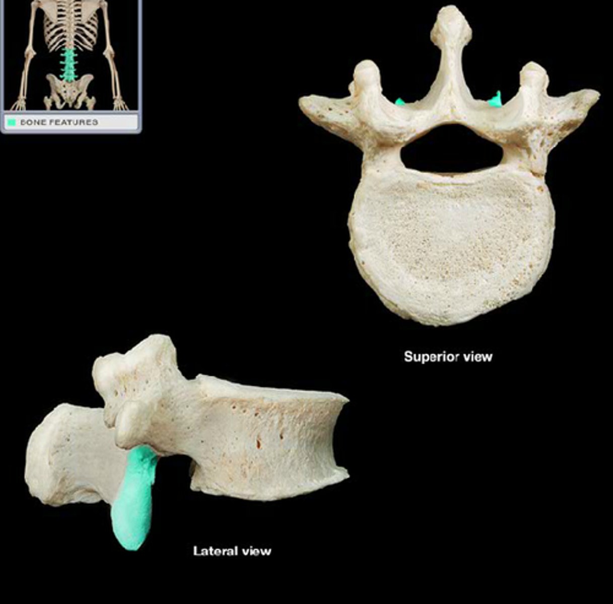 <p>downward projecting process that connects the vertebrae to its lower counterpart</p>