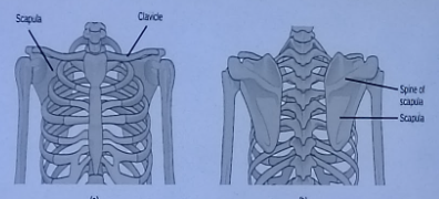 <ul><li><p>Provides the points of attachment of the upper limbs to the axial skeleton</p></li><li><p>consists of the clavicle (or collarbone) in the anterior, and the scapula (or shoulder blades) in the posterior</p></li></ul><p></p>