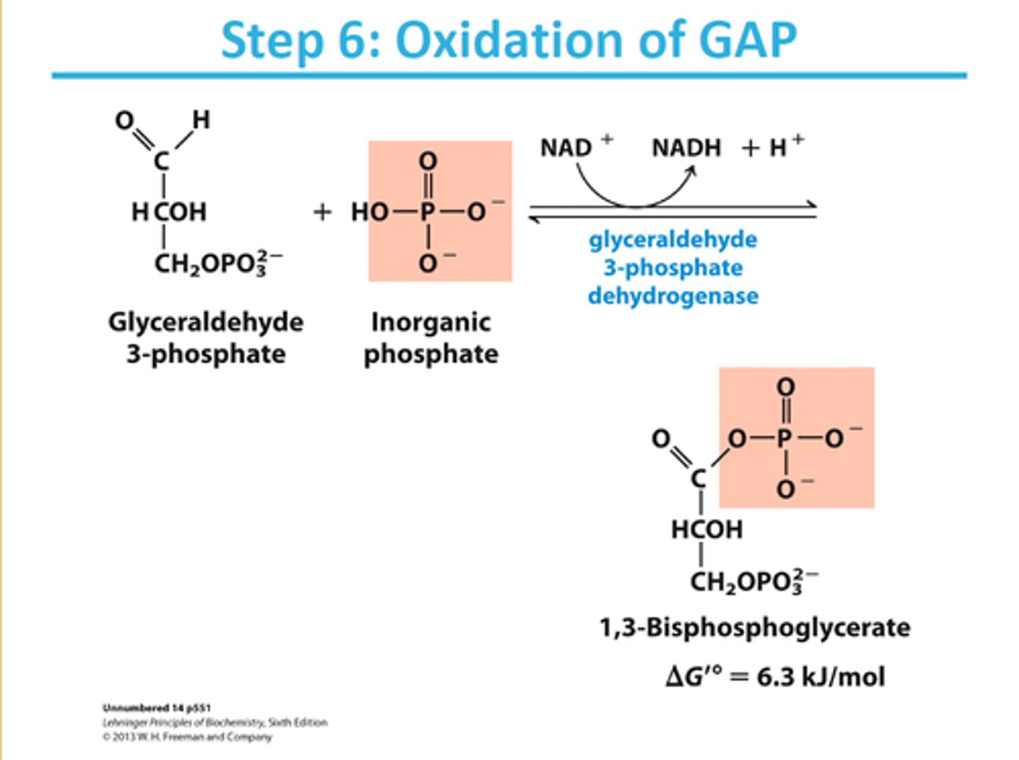 <p>reactant: glyceraldehyde 3-phosphate</p><p>enzyme: glyceraldehyde 3-phosphate dehydrogenase</p><p>product: 1,3-bisphosphoglycerate</p><p>- NAD+ reduced to NADH + H+</p><p>- phosphate group added</p>