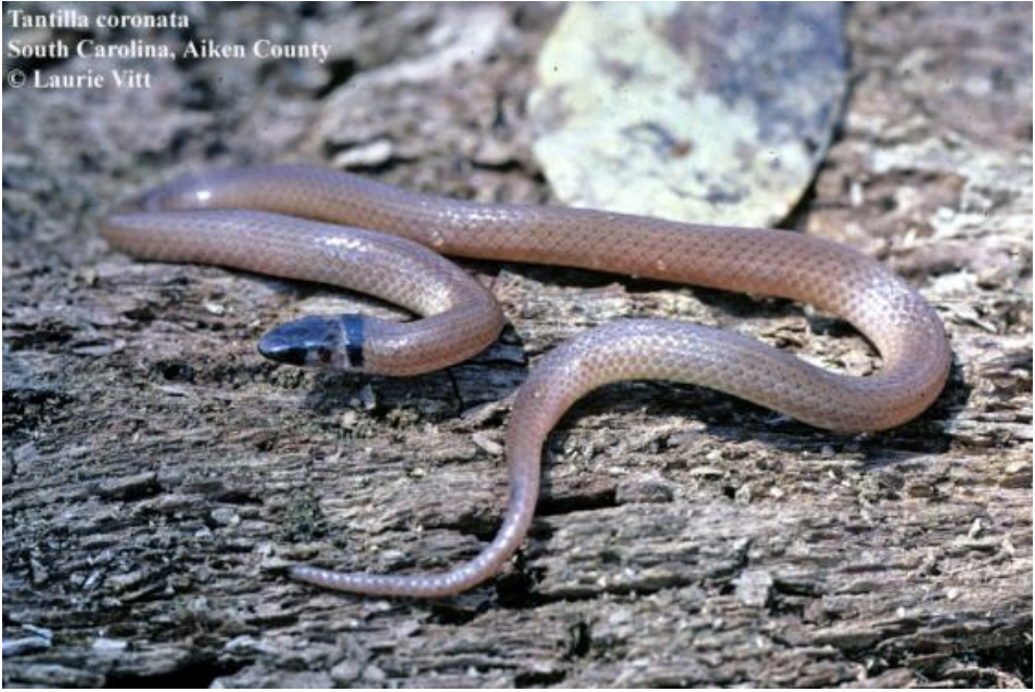 <p>Tantilla coronata<br>Southeastern crowned snake<br>Colubridae</p>