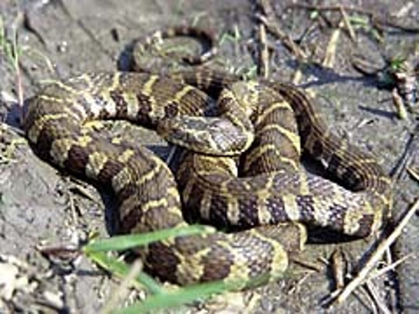 <p>Nerodia sipedon</p><p>Order: Squamata</p><p>Family: Natricidae</p>