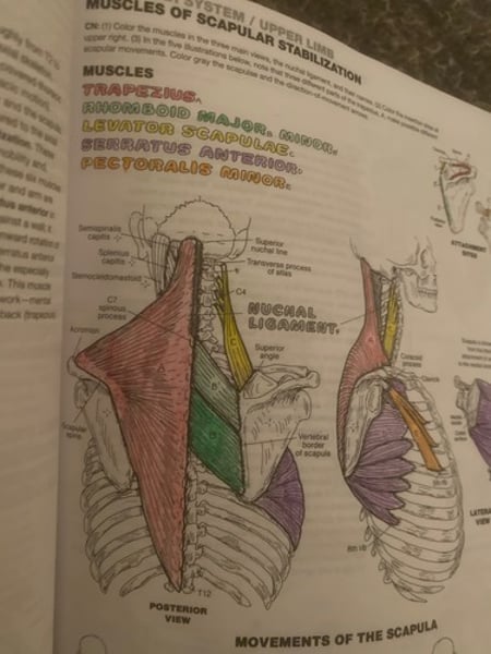 <p>6 muscles that allow the shoulder joint to work</p>