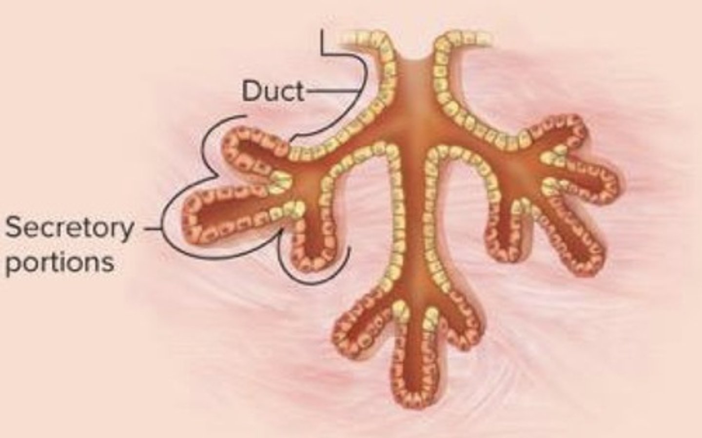 <p>What gland duct type is this?</p>