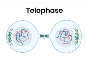 <p>chromosomes uncoil and become longer/thinner. The nuclear envelope reforms and produces 2 nuclei. <br>The spindle fibres/ centrioles break down. </p>