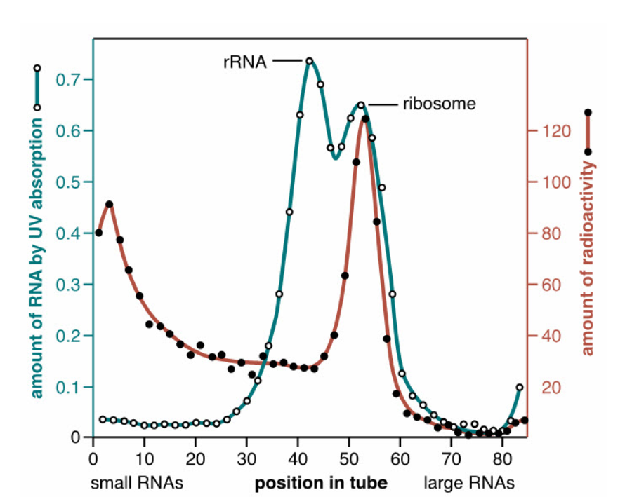<p>What is the strongest conclusion from this experiment?</p>